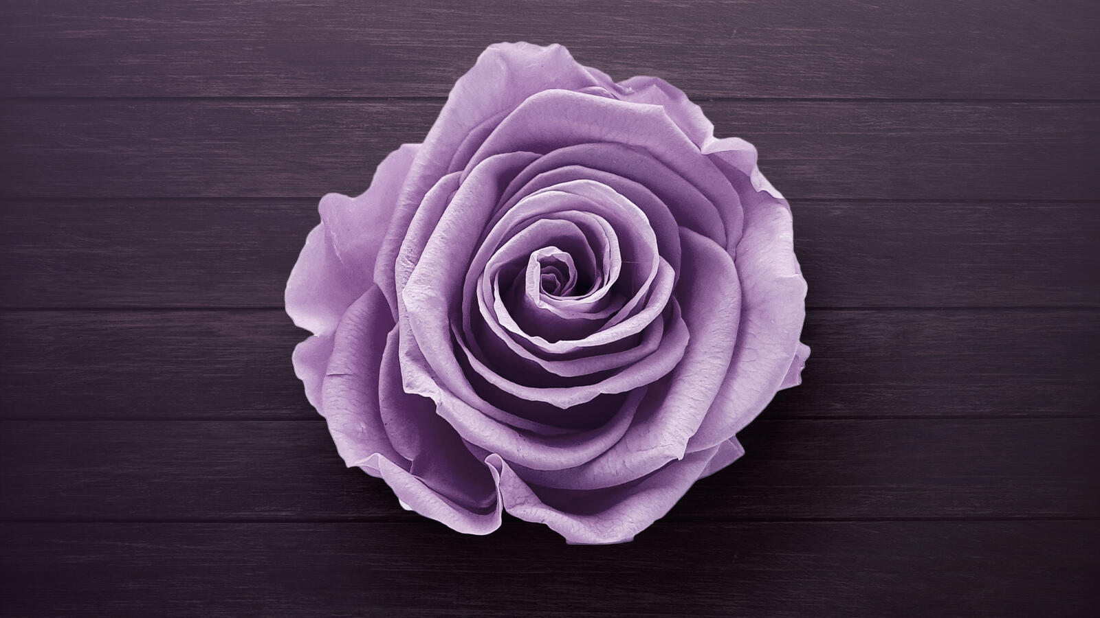 Обои роза фиолетовый бутон бутон розы на рабочий стол