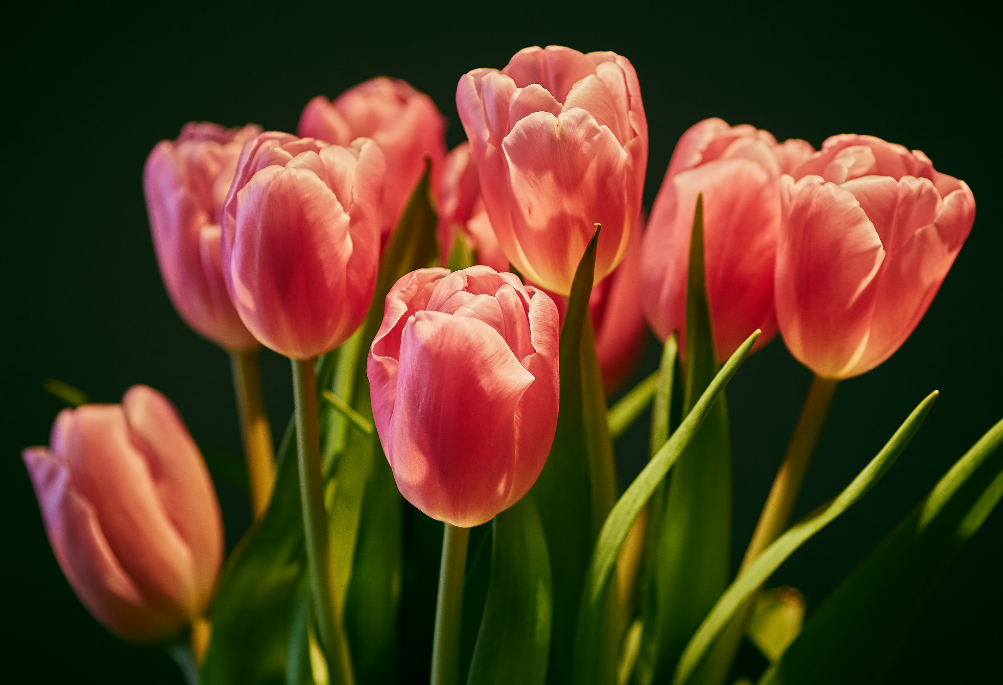 Фото бесплатно цветочная композиция, флора, тюльпан