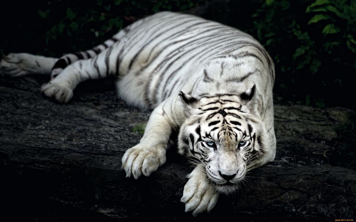 Белый тигр отдыхает на большом камне