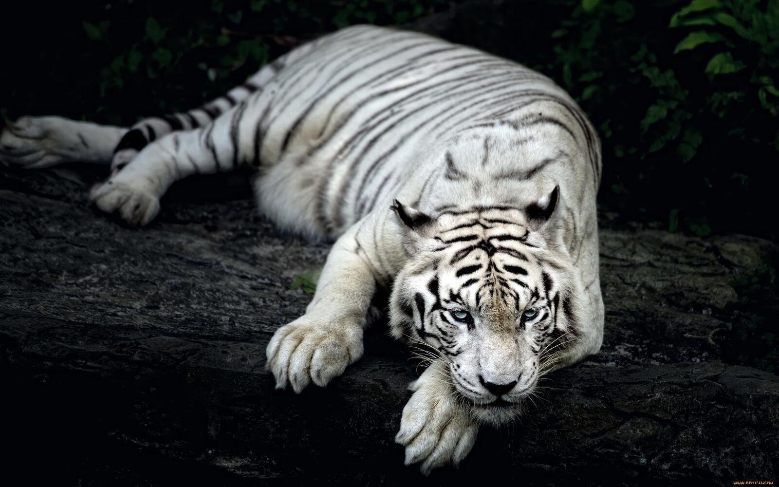 Free photo A white tiger resting on a large rock