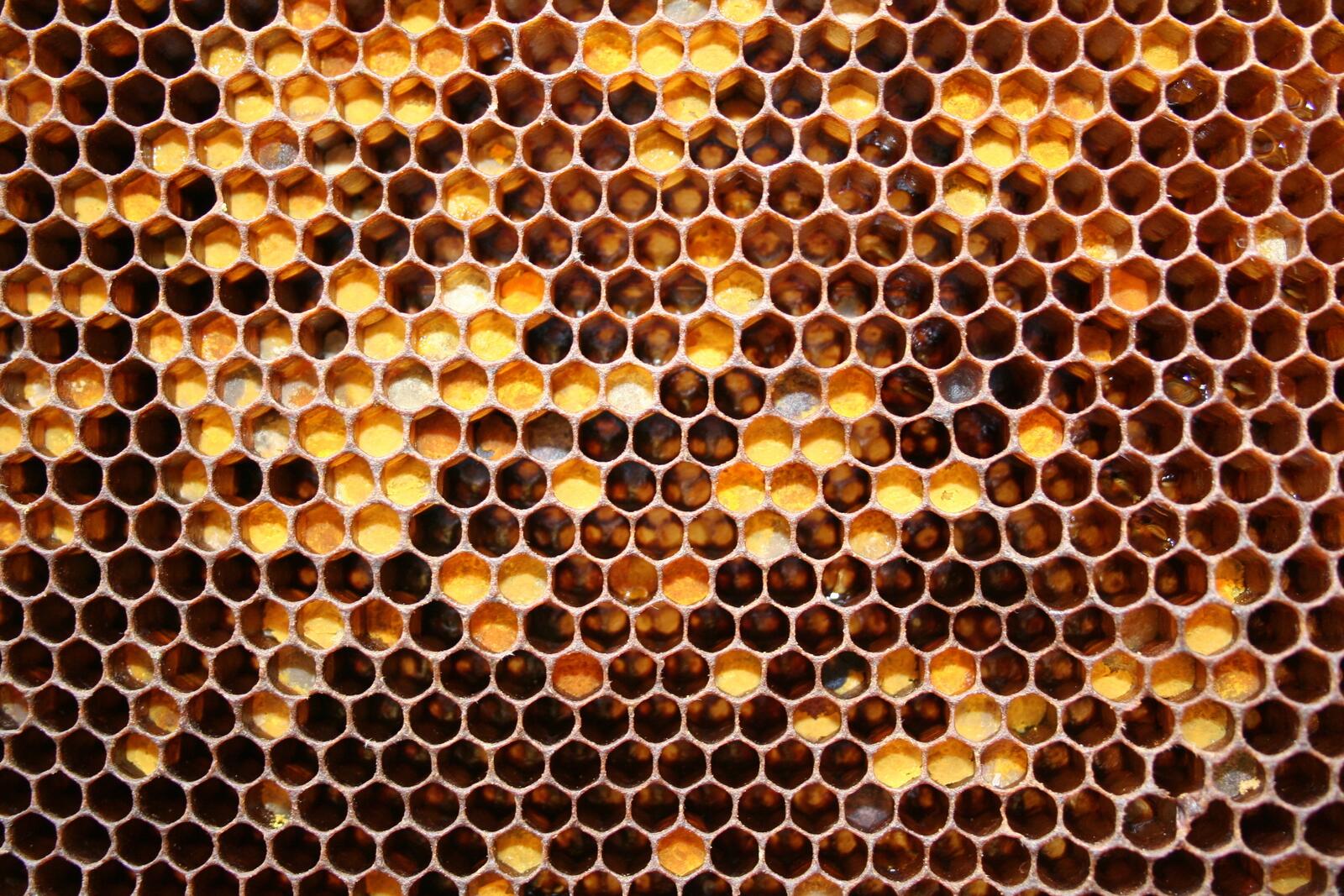 桌面上的壁纸蜜蜂 五月蜂蜜 材料