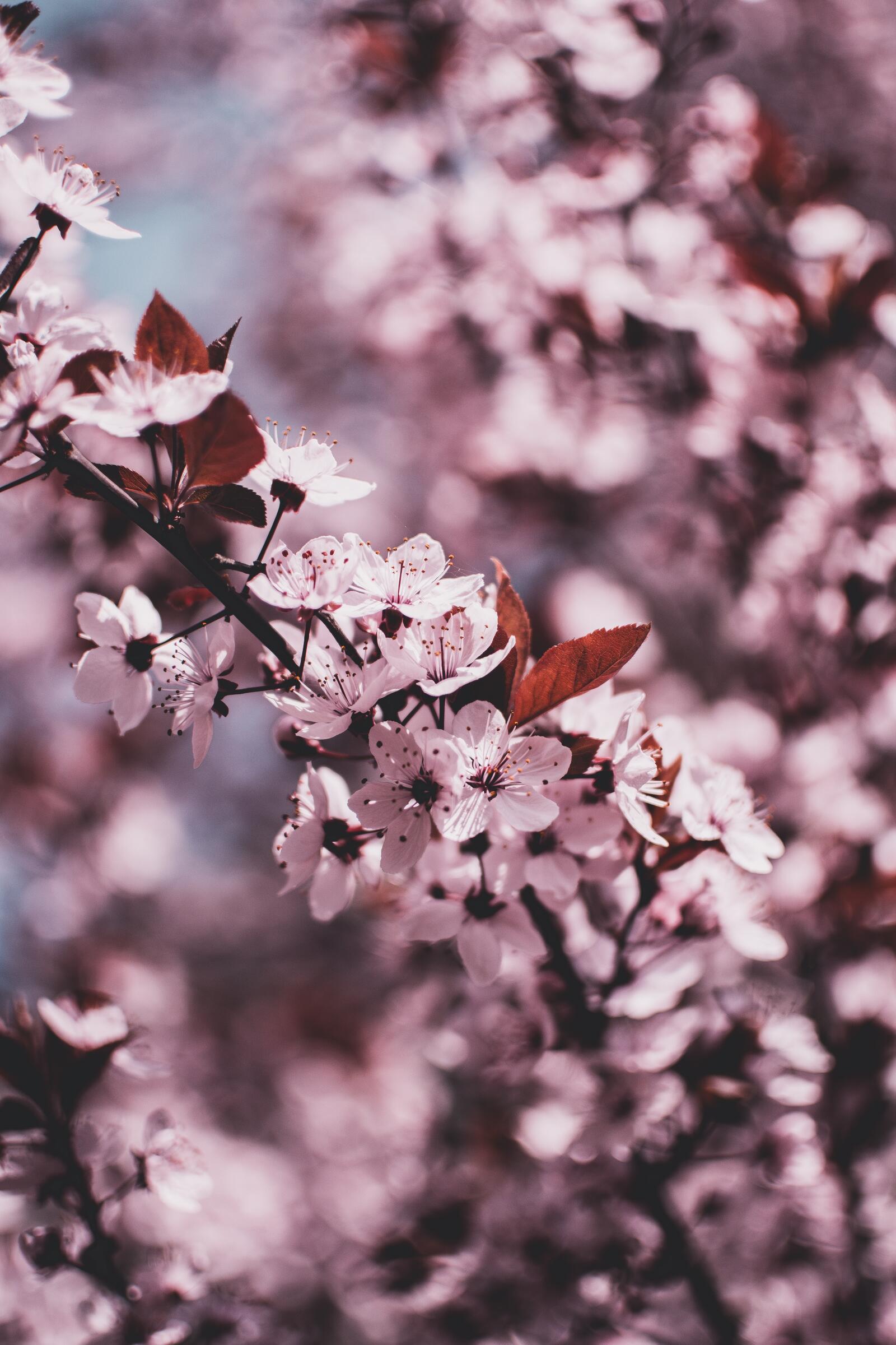 Wallpapers pink flowers branches picturesque on the desktop