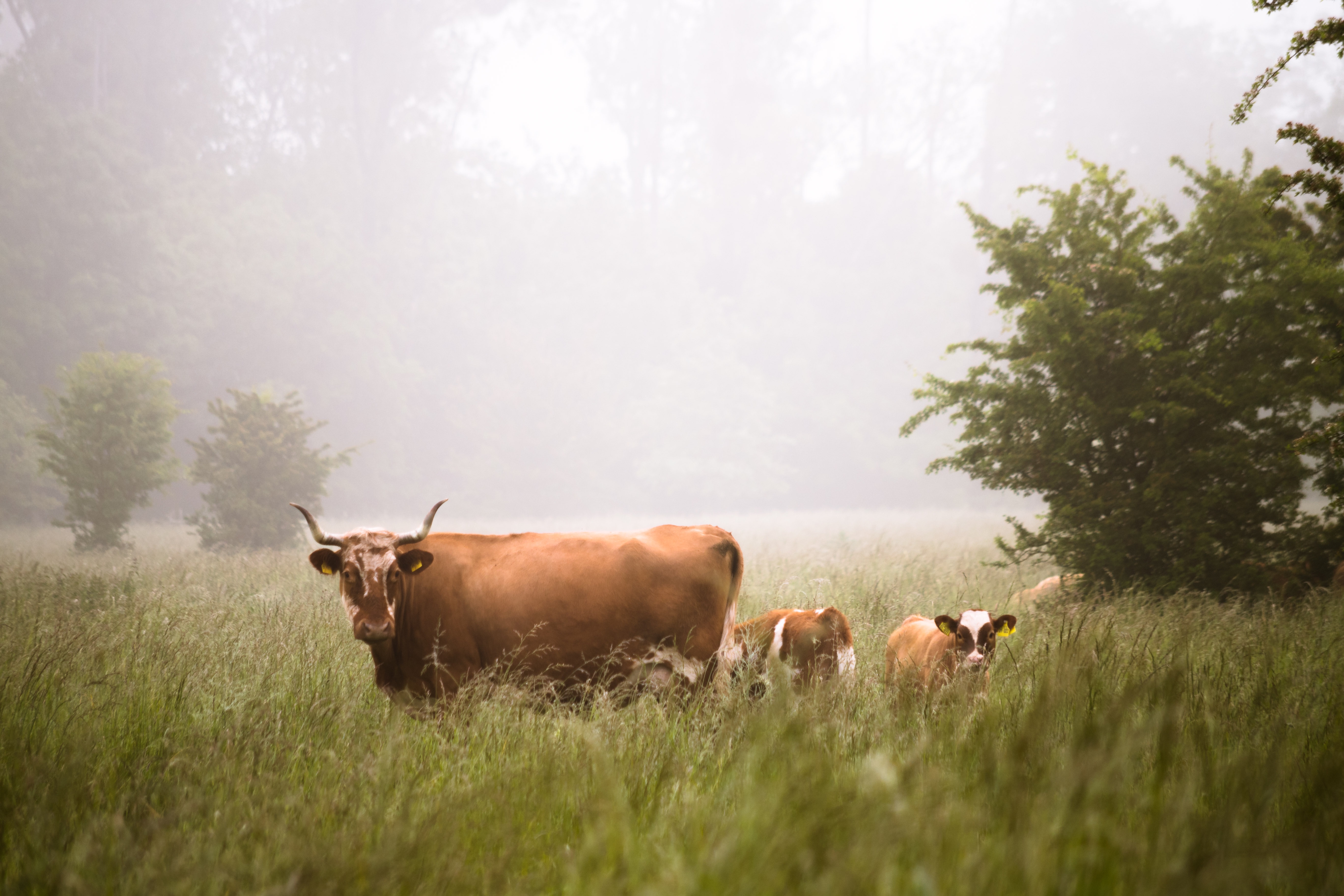 Фото бесплатно пастбище, корова, трава