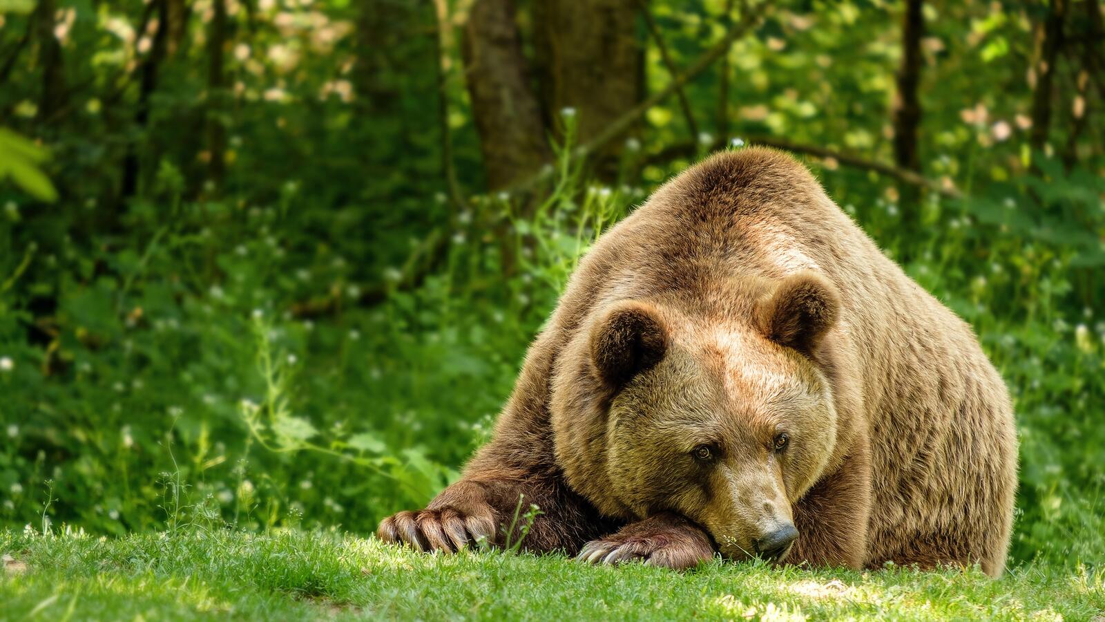 Бесплатное фото Большой медведь на зеленой лужайке