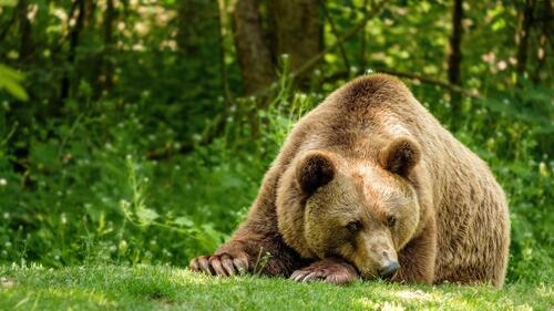 Большой медведь на зеленой лужайке