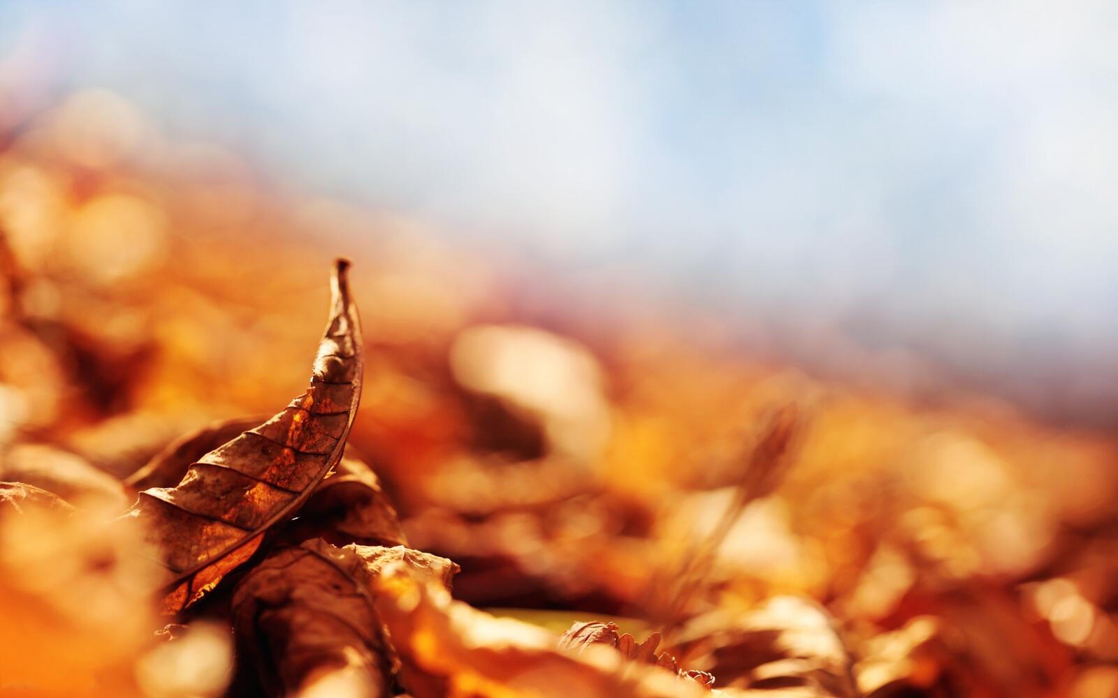 Wallpapers depth of field fall dry leaves on the desktop