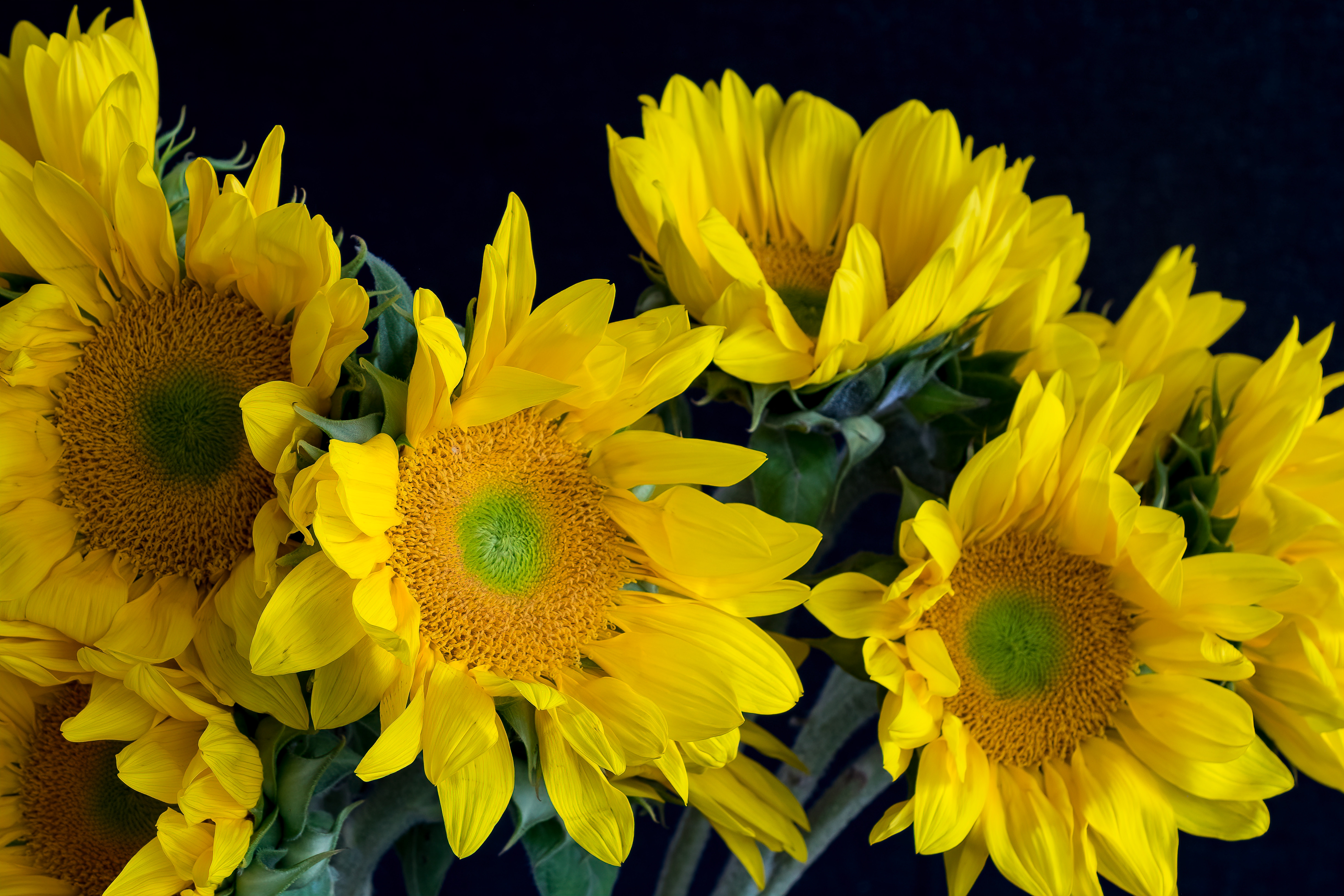 Free photo Yellow sunflowers
