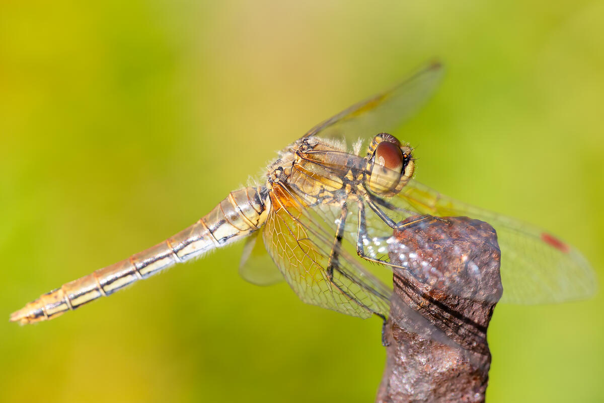 Yellow dragonfly on a perch