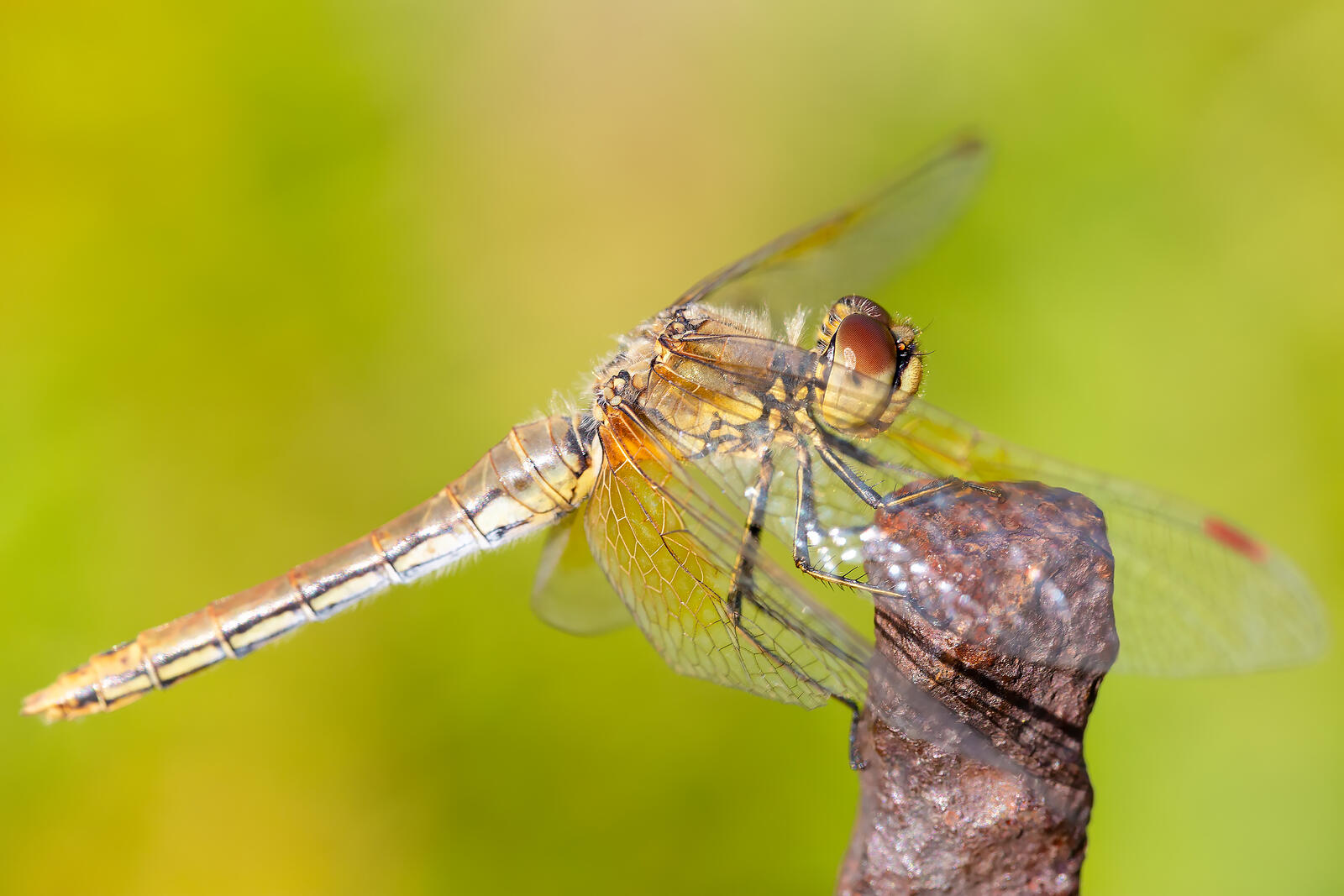 Free photo Yellow dragonfly on a perch