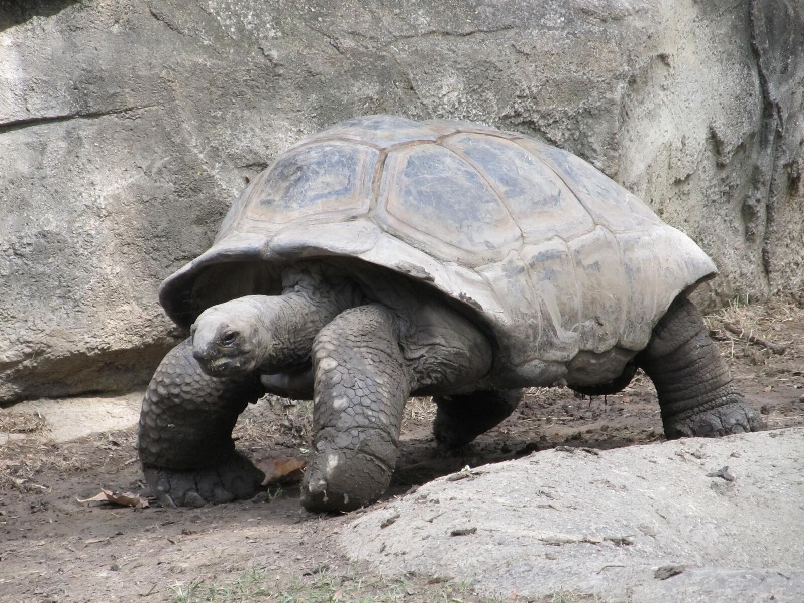 Бесплатное фото Большая сухопутная черепаха