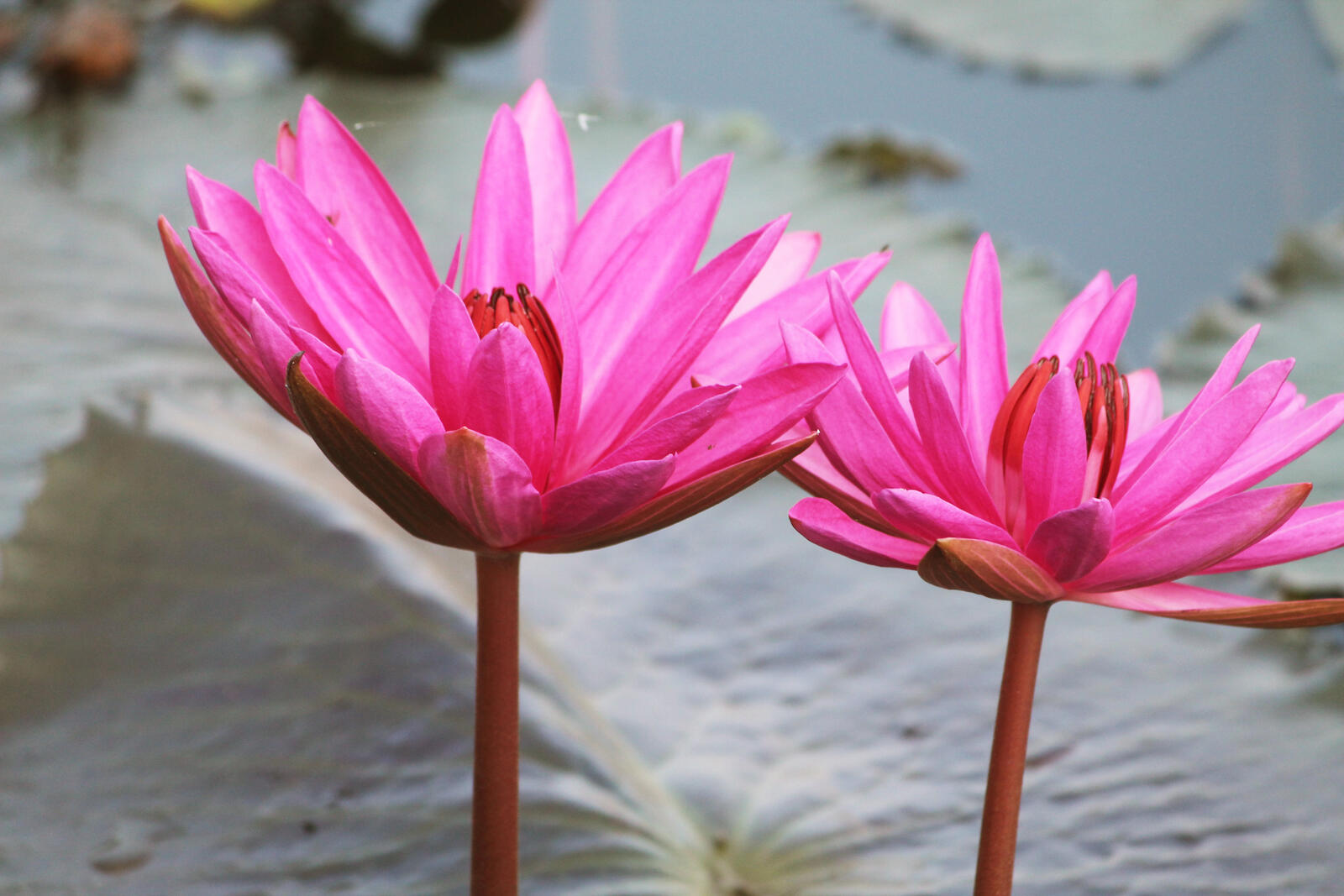 Wallpapers Pink water Lilies on the desktop