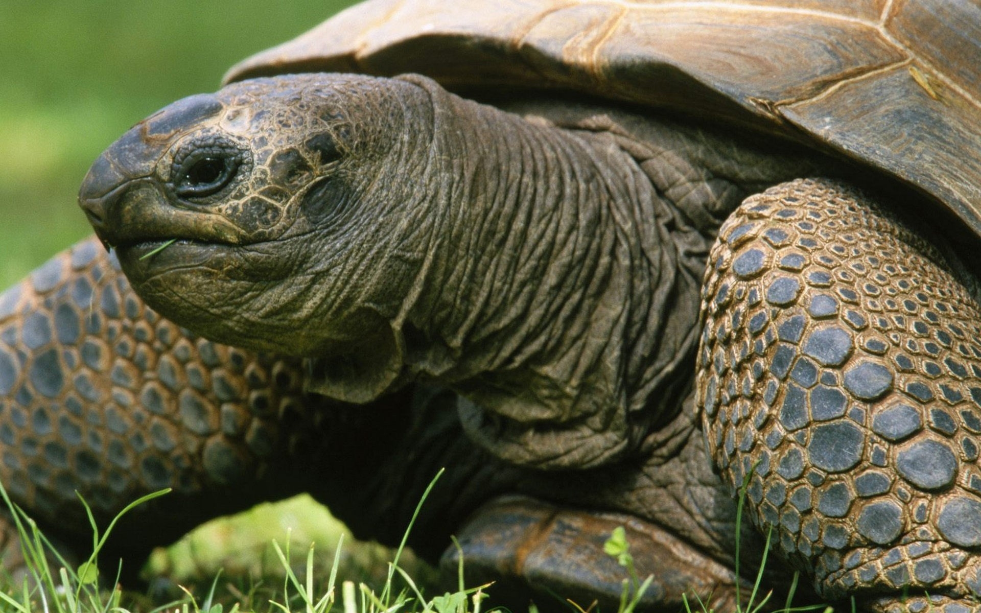 Photo free tortoise, shell, head