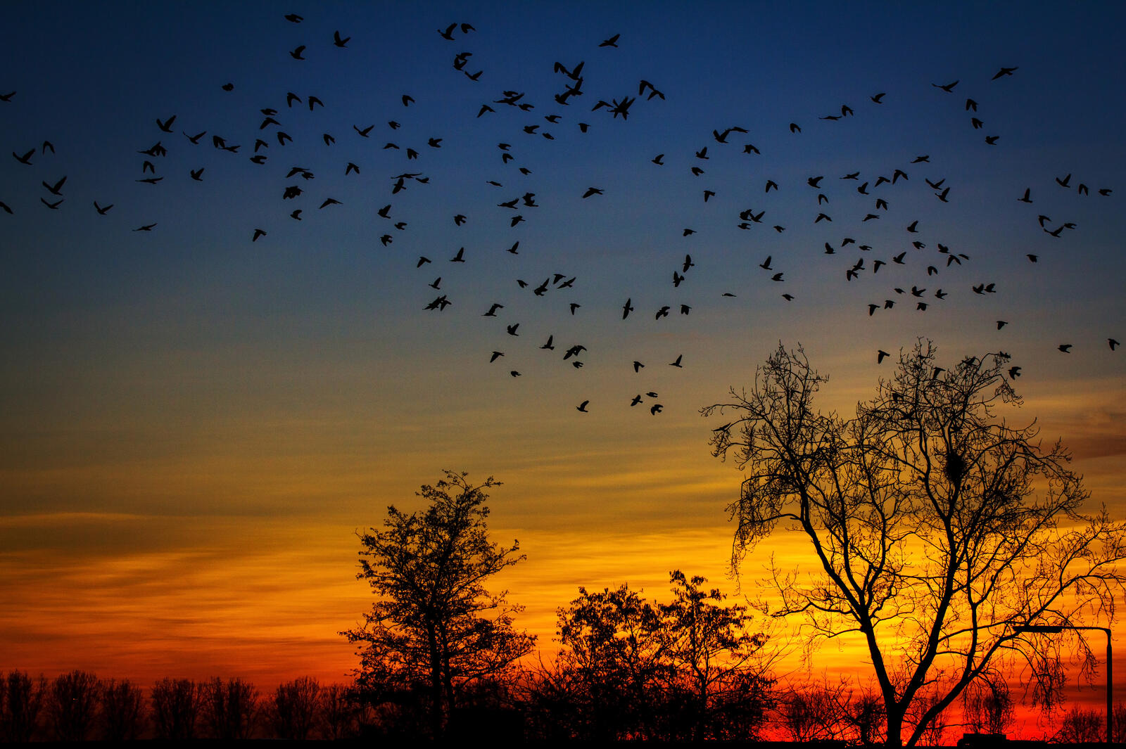 Wallpapers birds sunset trees on the desktop