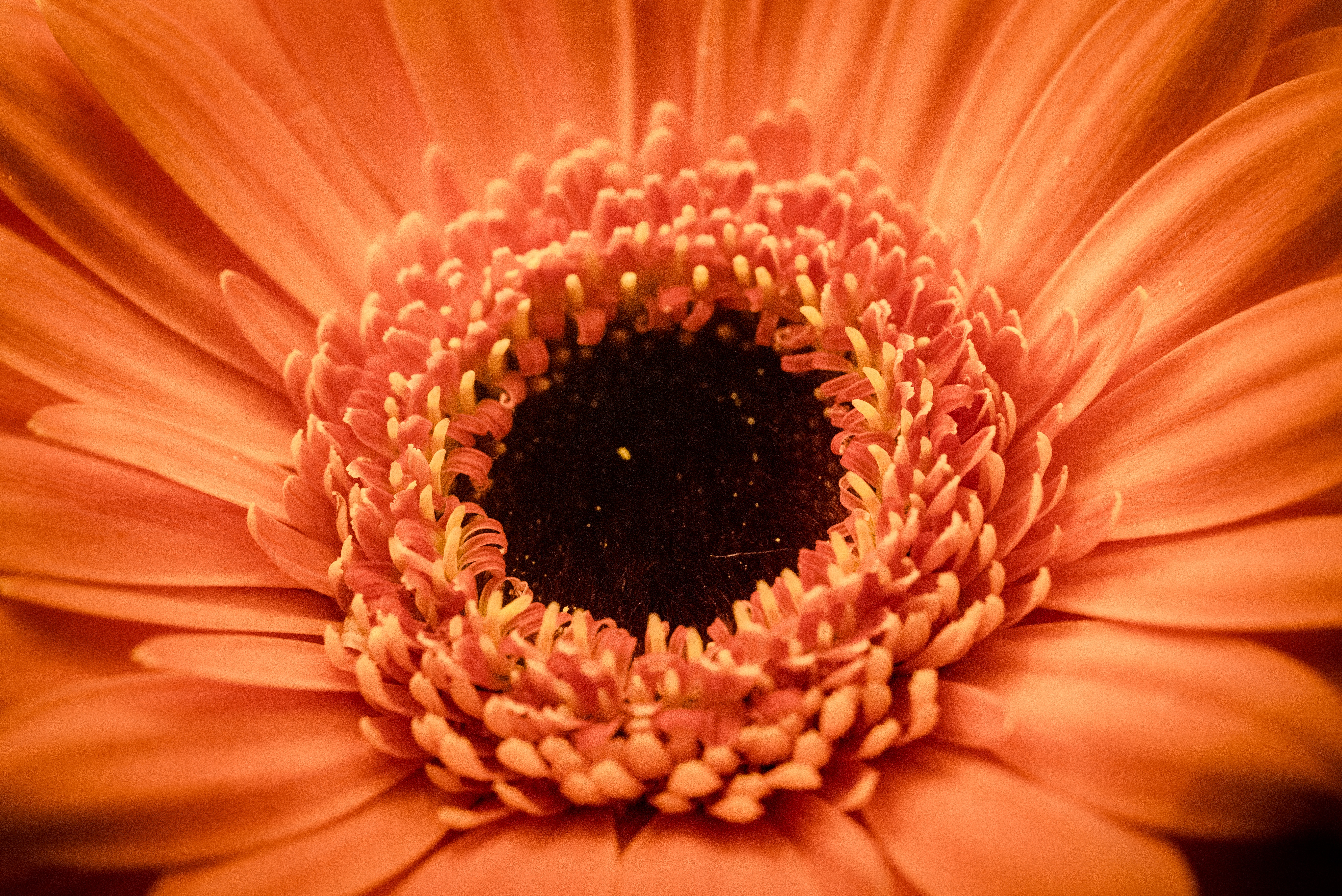 Wallpapers plant stem close-up daisy family on the desktop