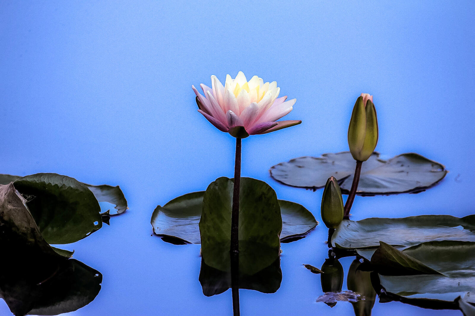 Wallpapers water lily beautiful flowers water-lilies on the desktop