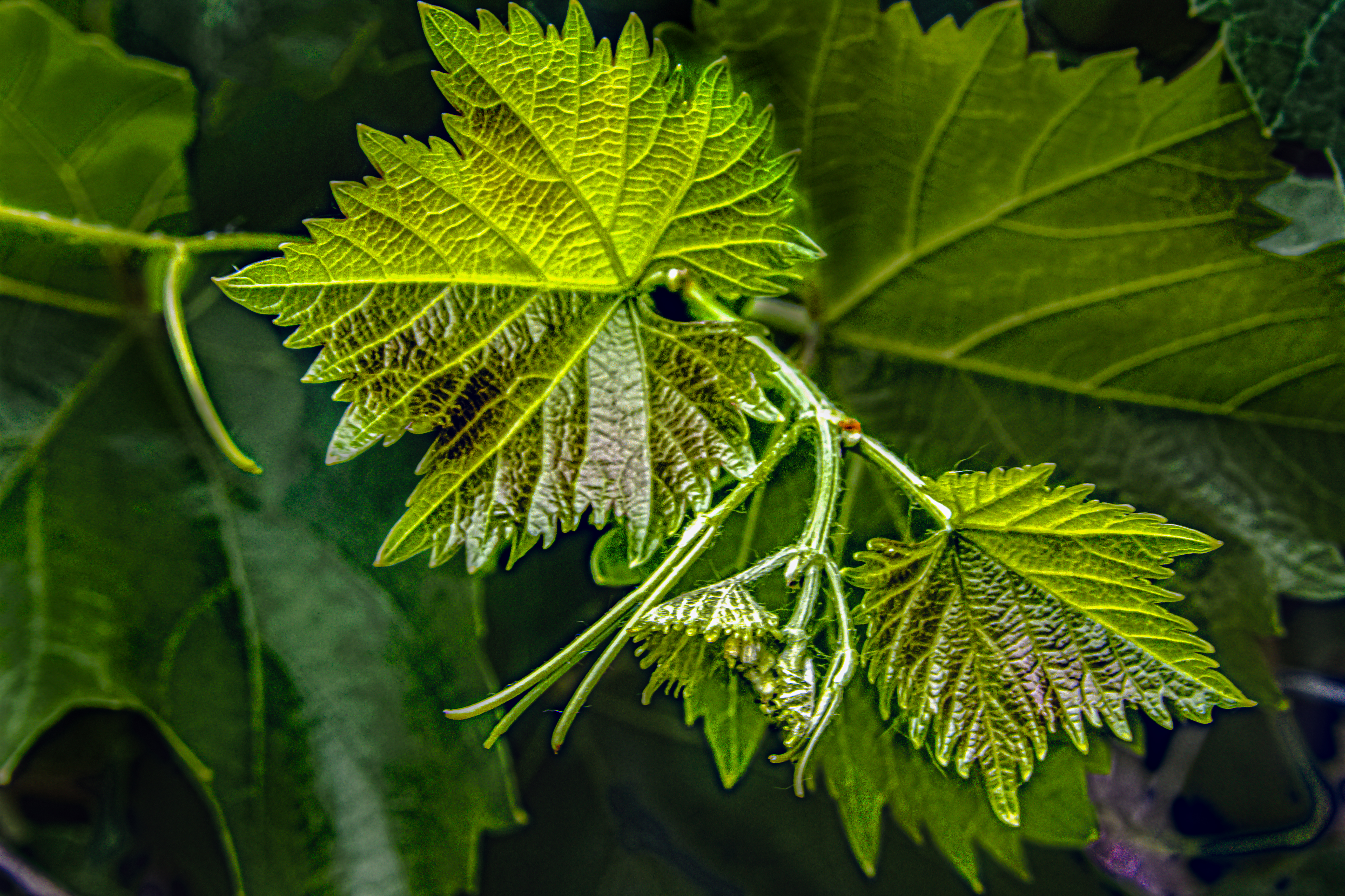 Free photo Young grape leaves