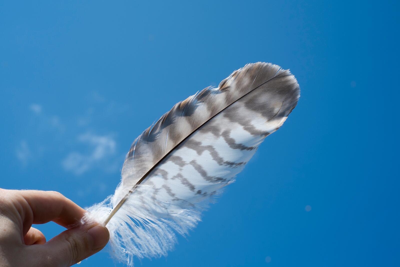 Wallpapers hand feather sky on the desktop