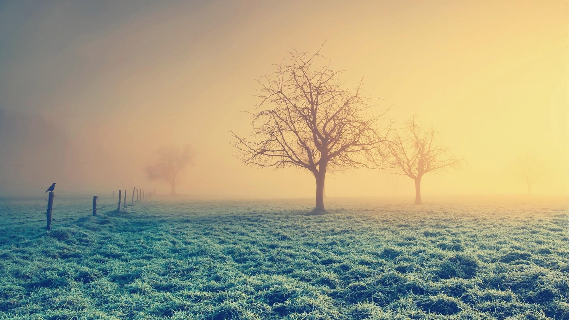 Wallpapers lonely trees fog crow on the desktop