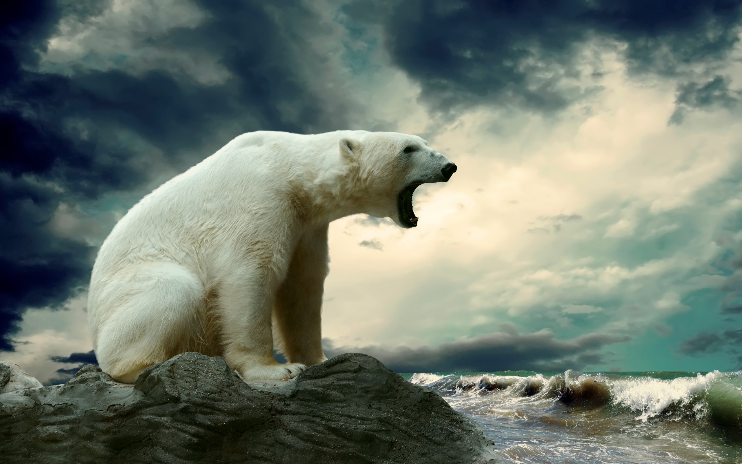 Wallpapers polar bear roar waves on the desktop