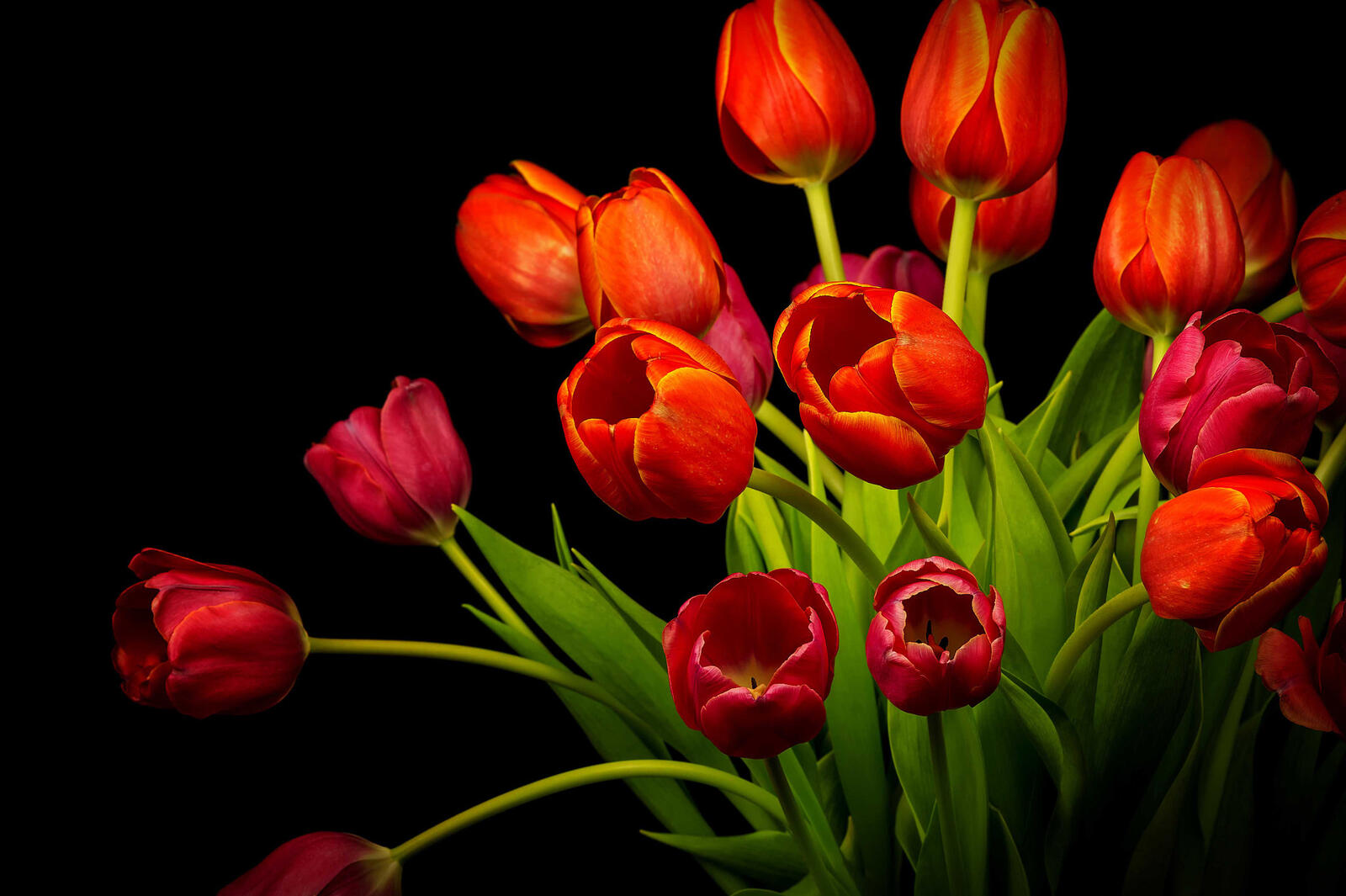 Обои тюльпаны красные цветы красный букет на рабочий стол