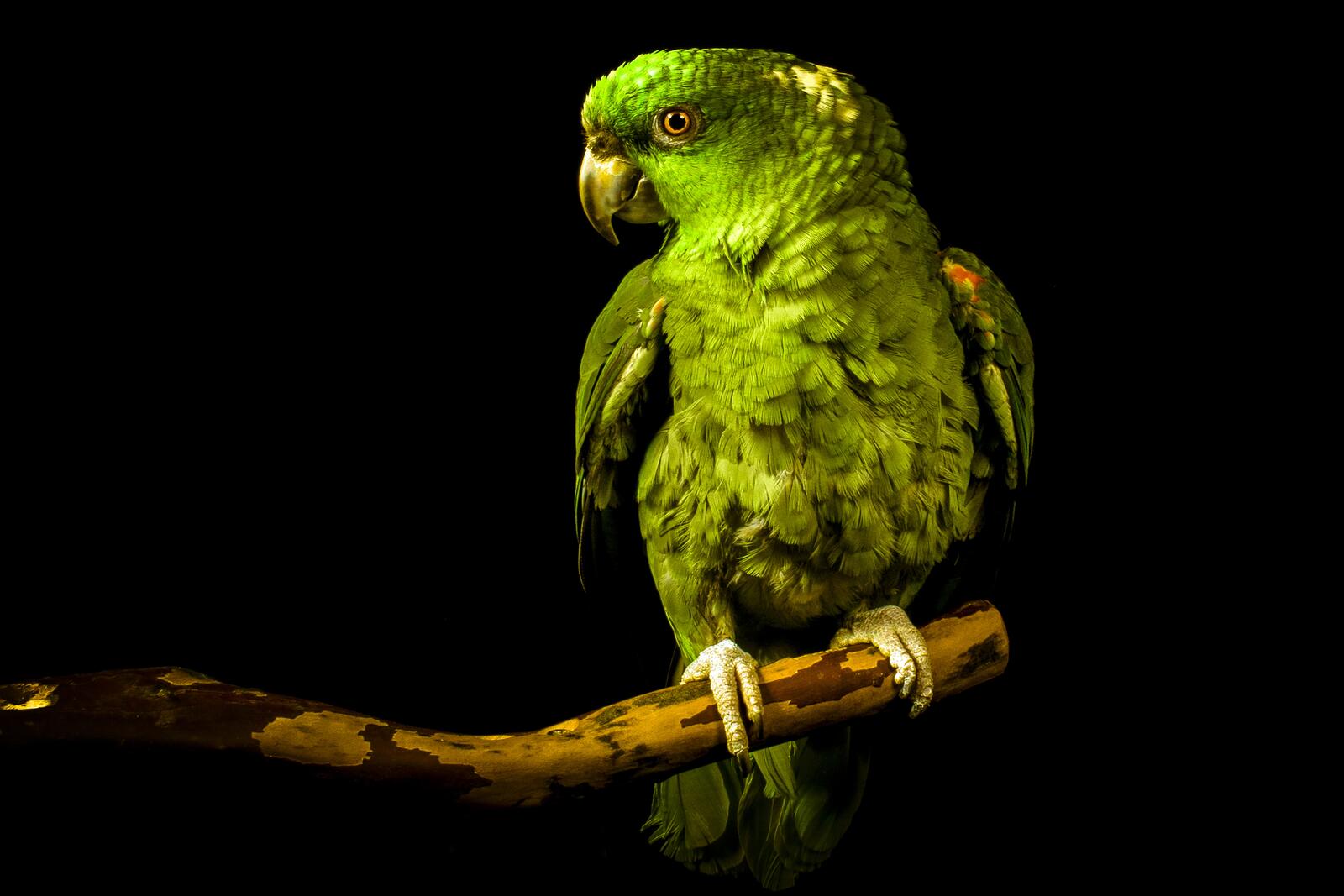 Wallpapers Ultrabay Amazon parrot black background feathers on the desktop