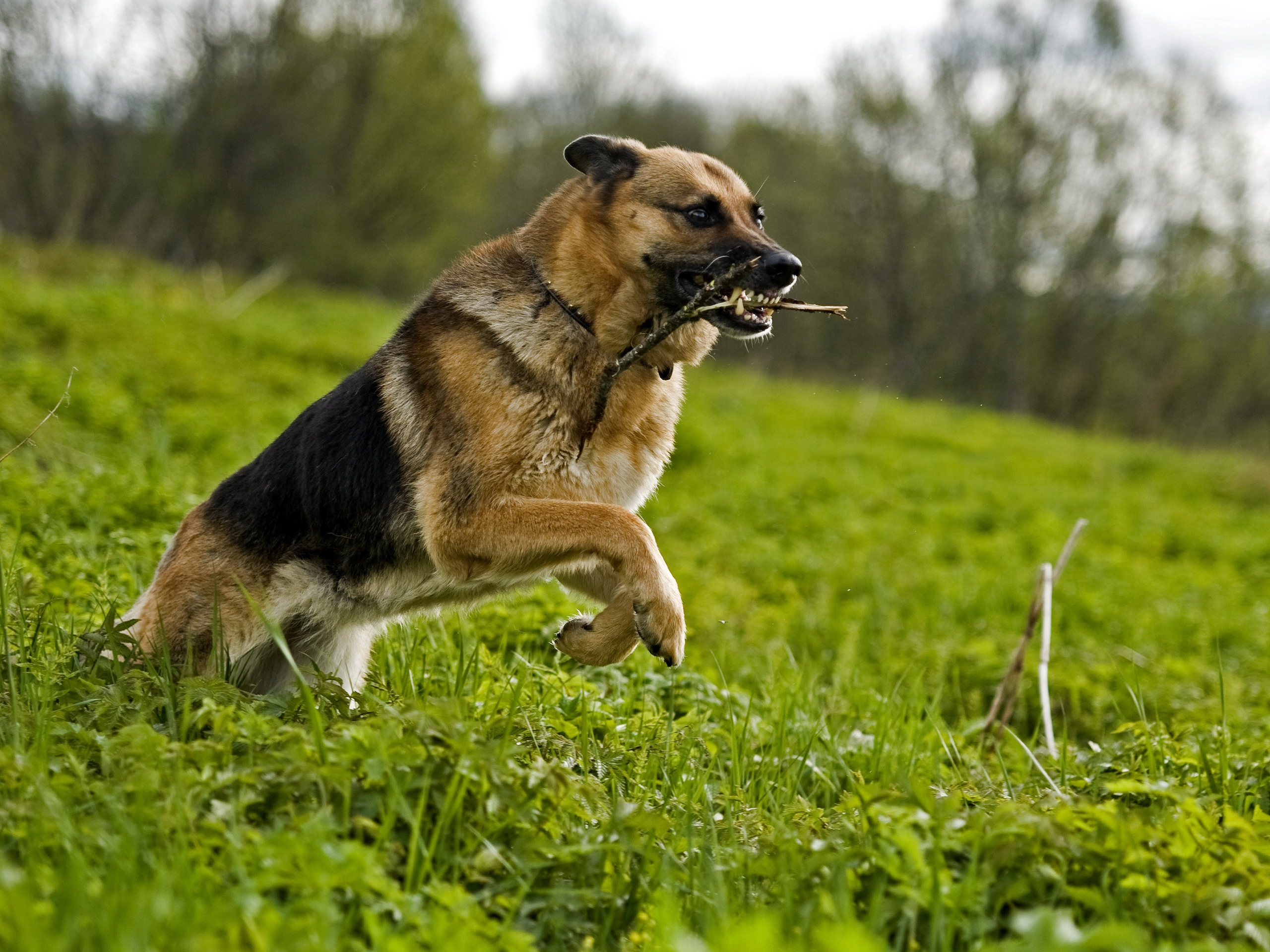 Фото бесплатно собака, трава, прыгать