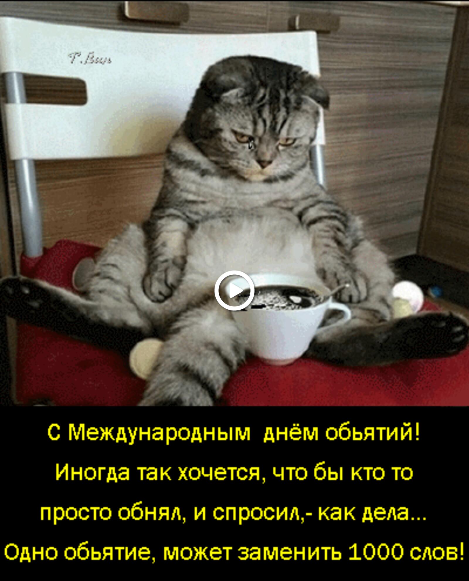 Открытка на тему день объятий кошки чай бесплатно