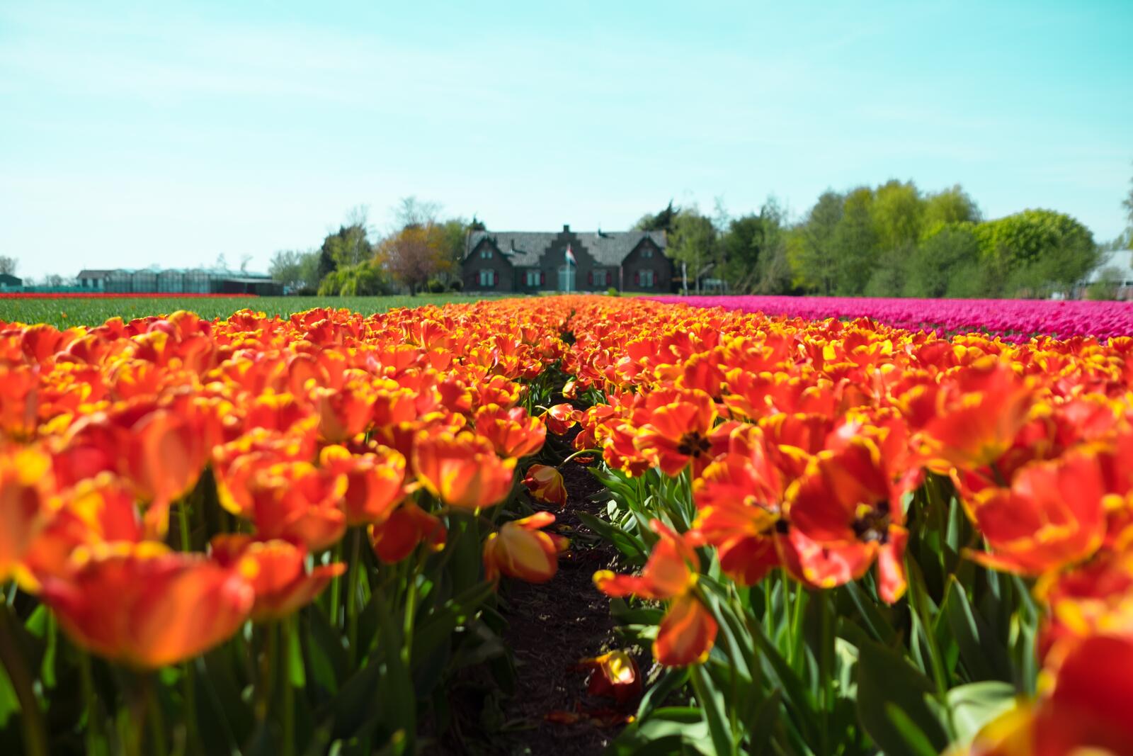 Обои нидерланды поле цветок на рабочий стол