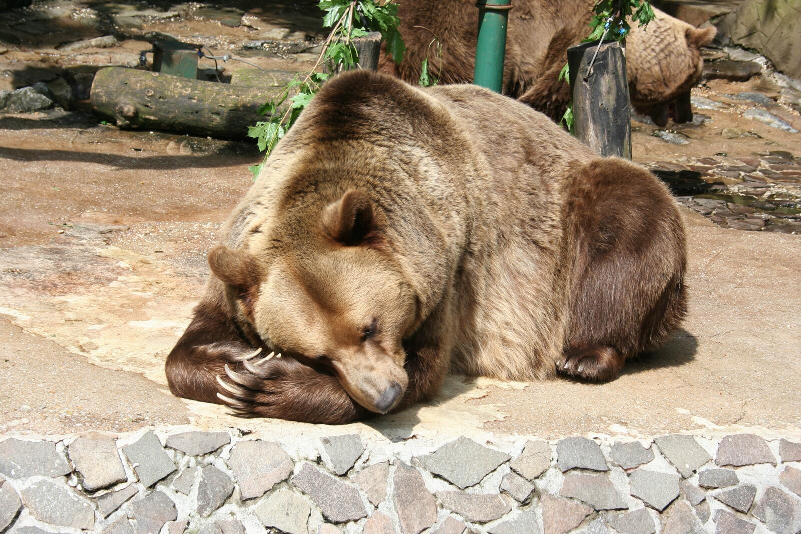 Обои спать ленивый обои медведь на рабочий стол