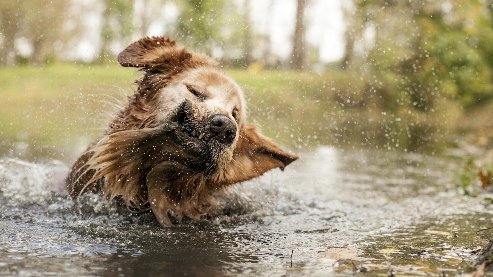 Животные купаются. Собака в луже. Животные в луже. Собака купается в луже. Животные под дождем.