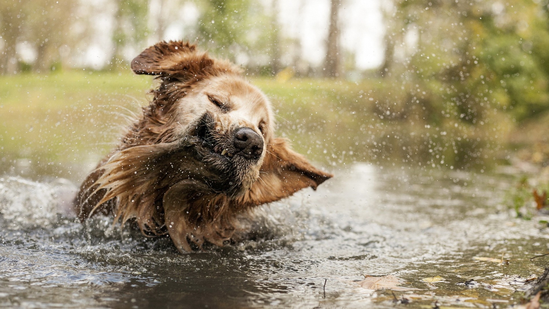 Photo free dog, bathes, splashes