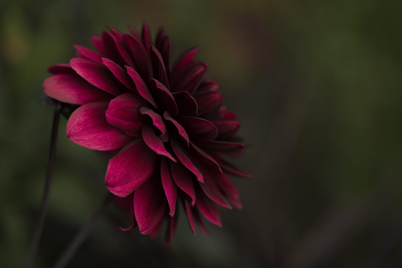 Бесплатное фото Бордовые цветочные лепестки