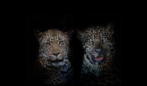 Леопард и Ягуар портрет на фоне чёрном