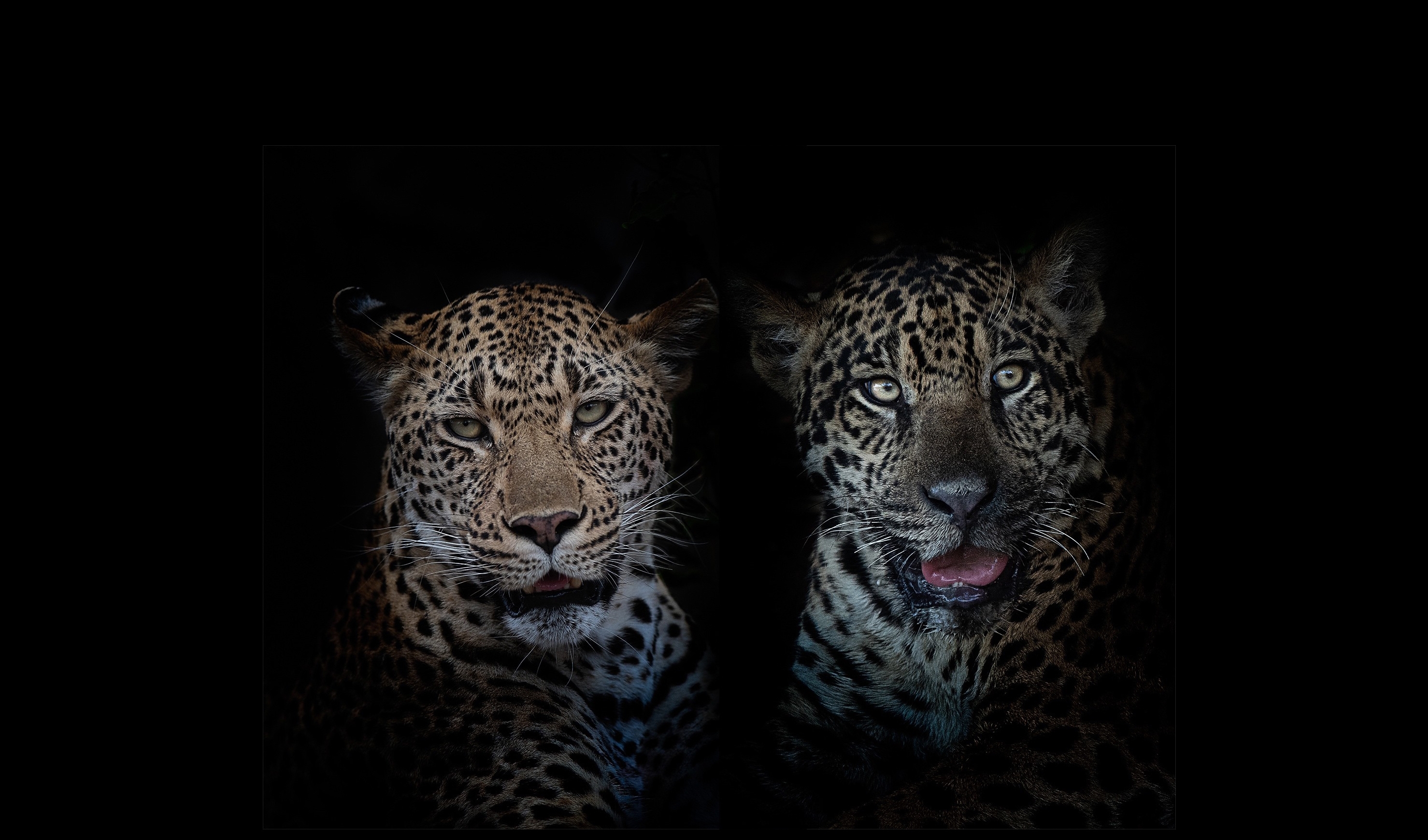 Бесплатное фото Леопард и Ягуар портрет на фоне чёрном