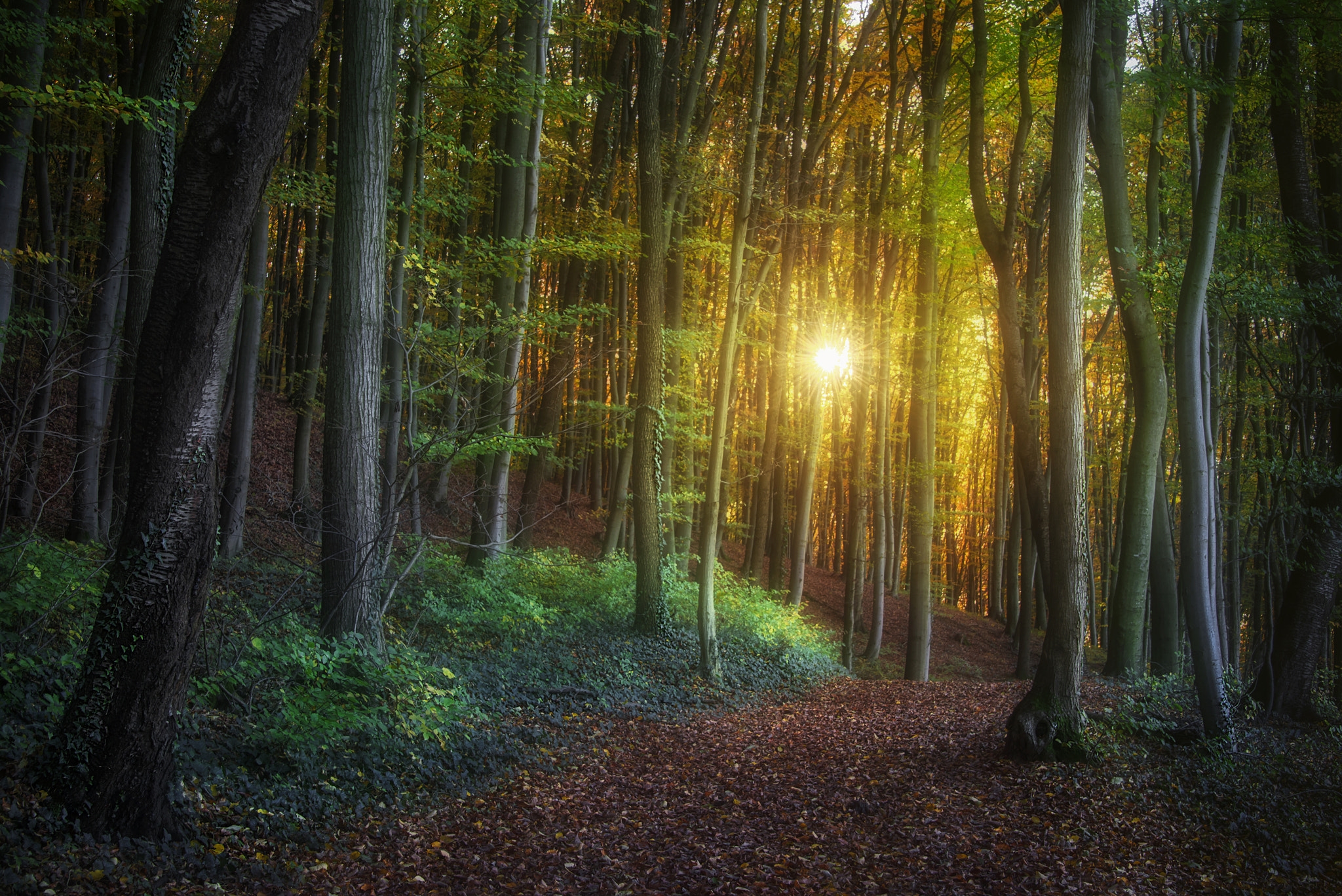 Images for screensaver forest, trees, rays of the sun for free
