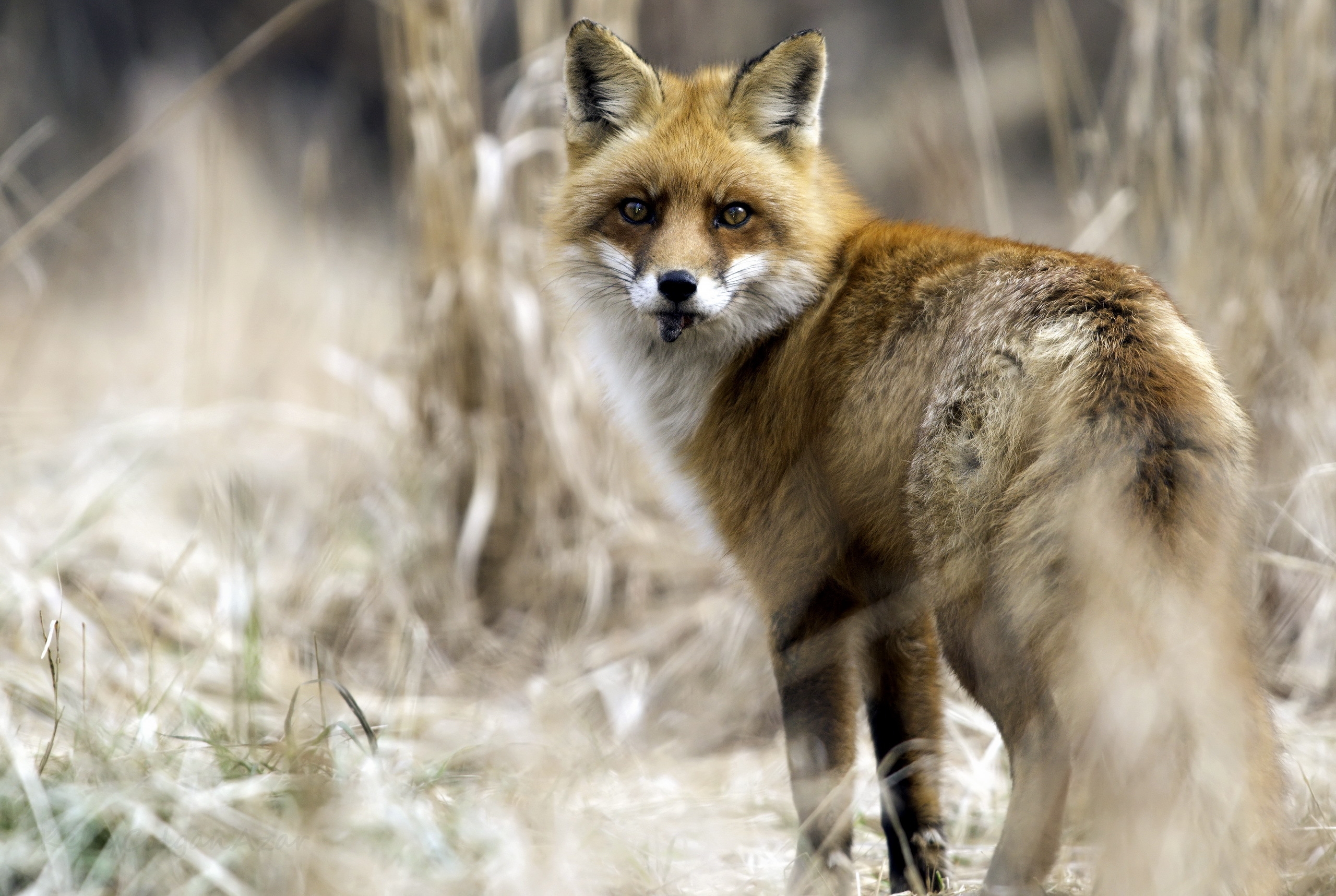 Photo free standing, predator, wallpaper fox