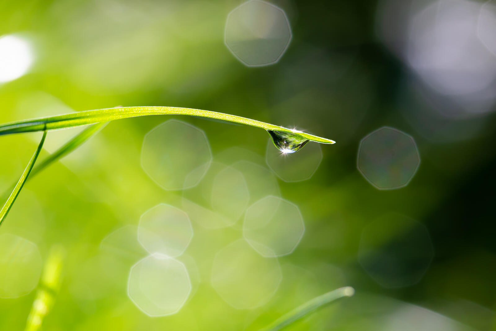 Free photo A drop of water on blade of grass
