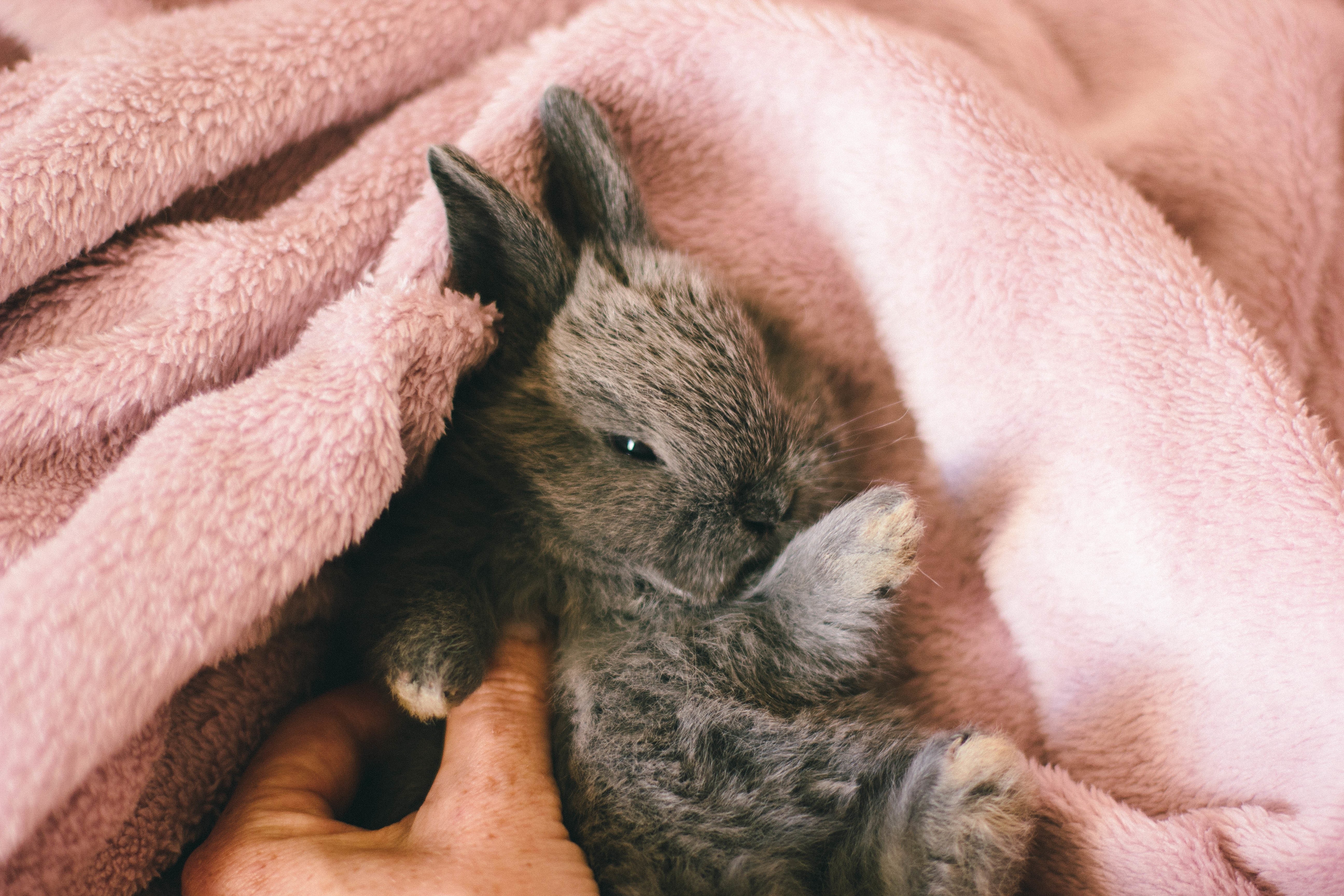 Фото бесплатно обои кролик, полотенце, пушистые