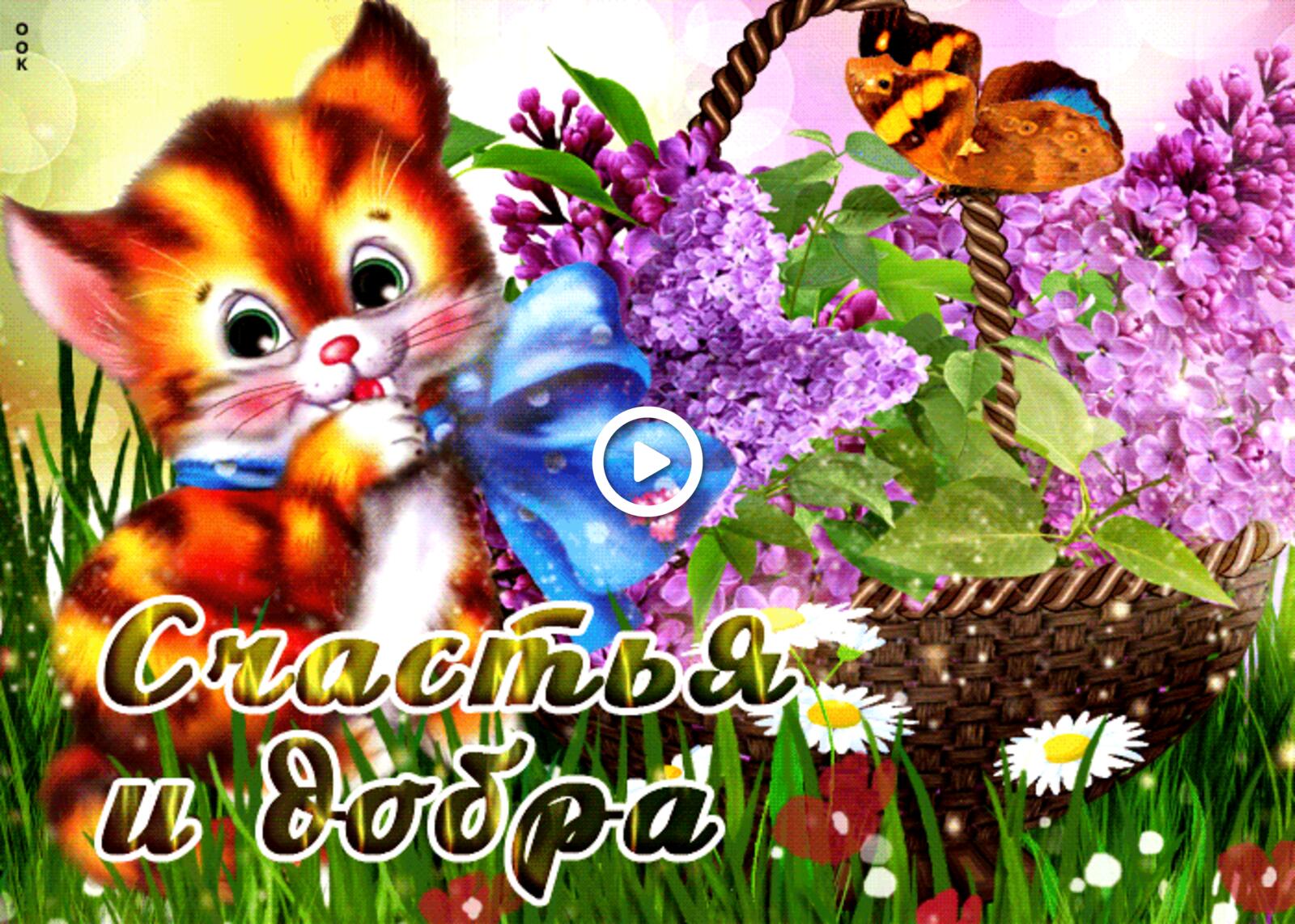 Открытка на тему добрая счастья и добра с котиком цветы бабочки бесплатно