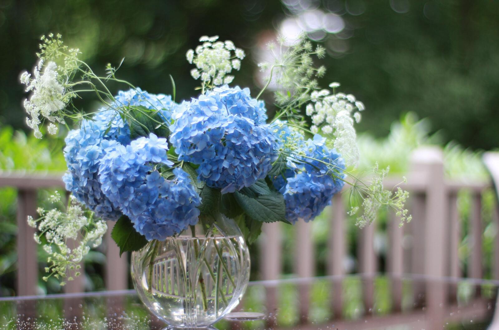 Free photo Hydrangea in a clear vase