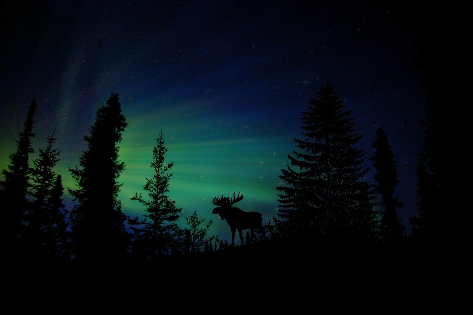 Free photo Silhouette of an antlered moose against the northern lights