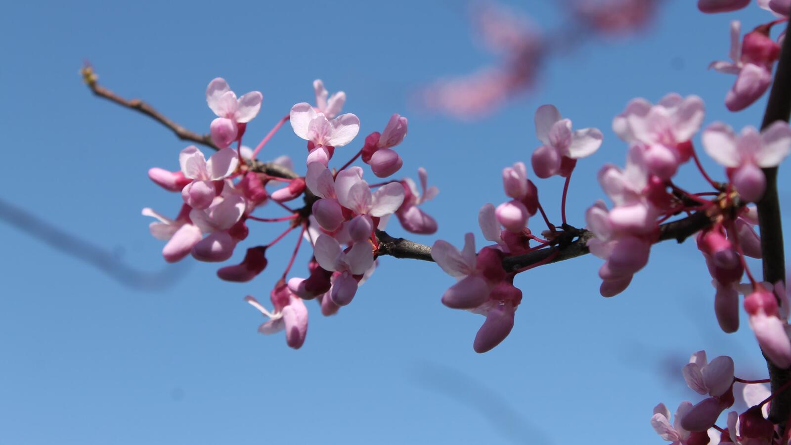 Обои розовые цветы дерево весенние цветы на рабочий стол