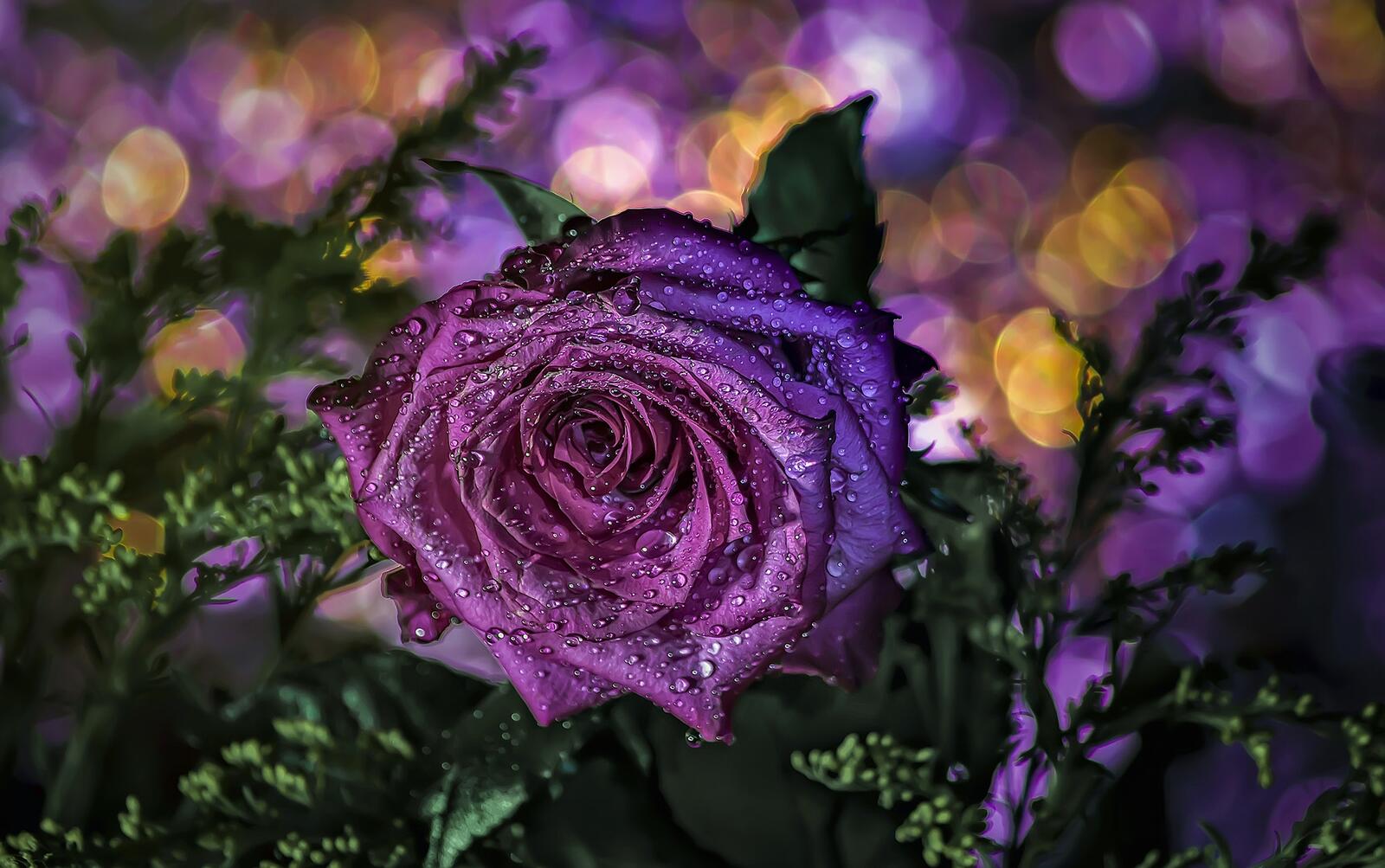 Обои роза капли пурпурная на рабочий стол
