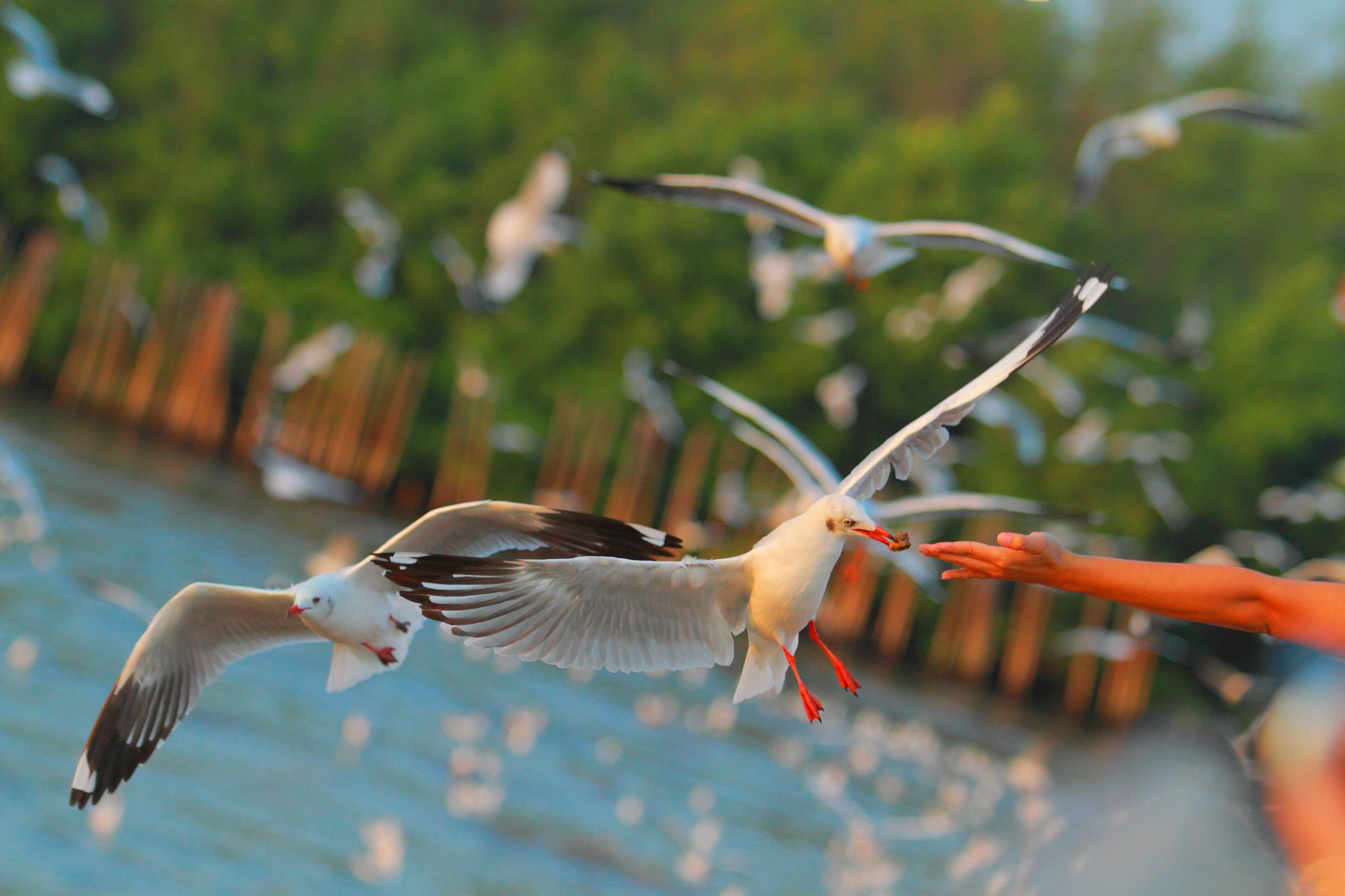 Фото бесплатно чайки, рука, птицы