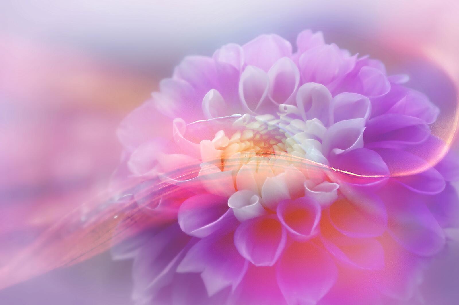 Wallpapers color flower colorful on the desktop