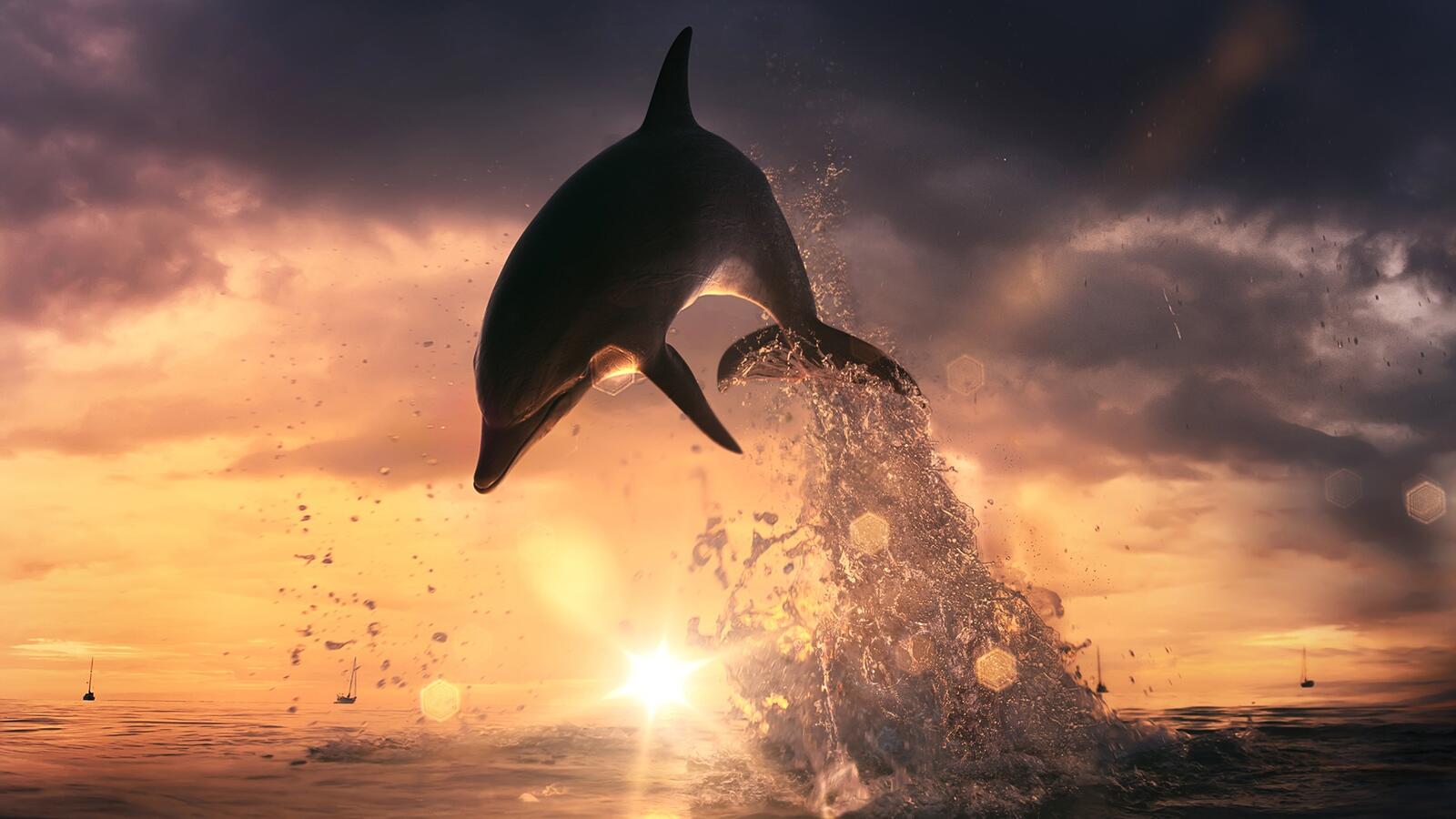 Wallpapers dolphin sunset jump on the desktop