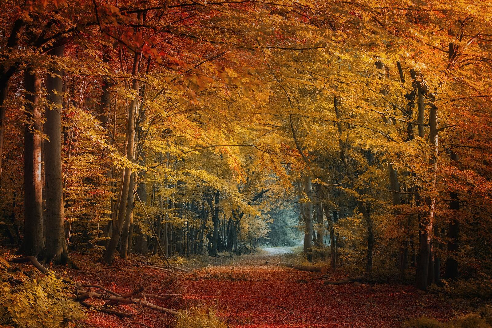 Wallpapers fallen leaves road in the forest forest on the desktop