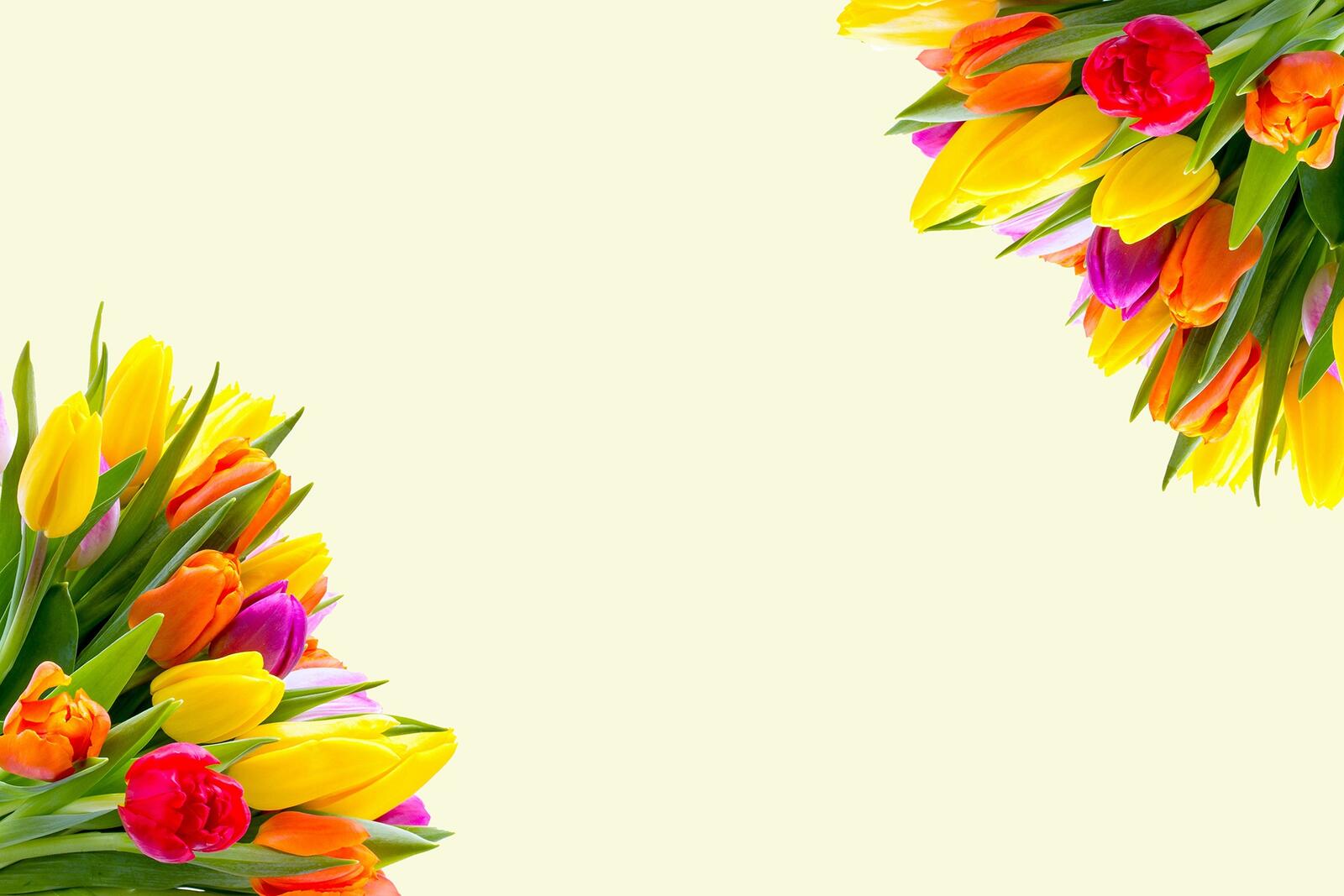 Wallpapers flower daisy family design on the desktop