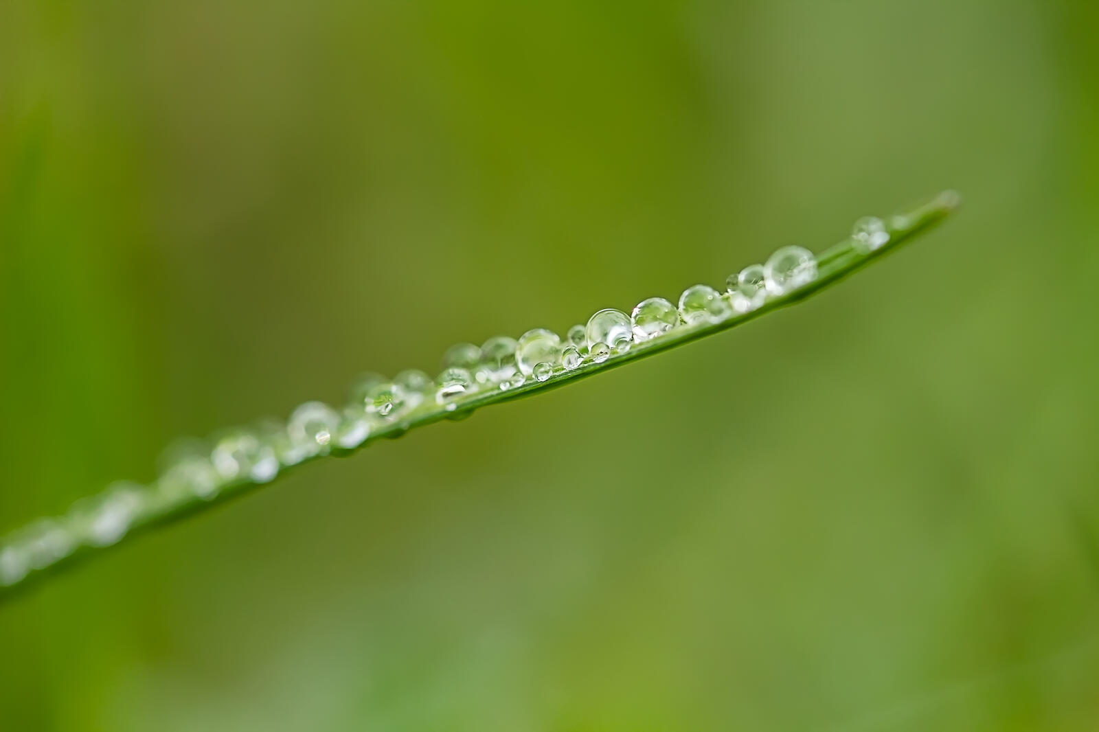 Free photo Dew on a blade of grass