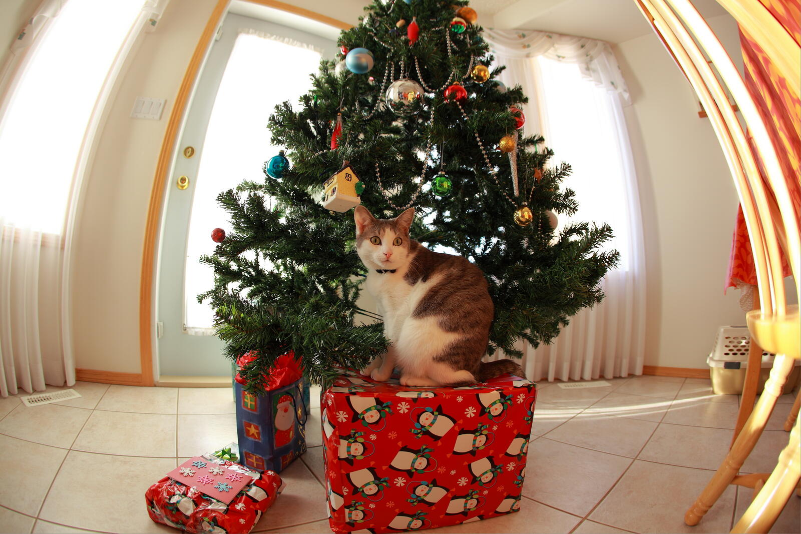 Обои кошки рождественская елка новогодняя елка на рабочий стол